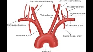 Thoracic Descending Aorta Anatomy amp Branches  Kenhub [upl. by Reyem]