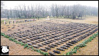 Cómo Los Agricultores Lidian Con Millones De Cerdos Salvajes Gigantes Que Invaden Los Campos De Maíz [upl. by Willabella]