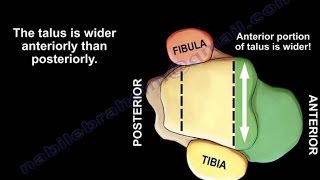 Ankle Fractures  Anatomical Considerations  Everything You Need To Know  Dr Nabil Ebraheim [upl. by Rosenblast]