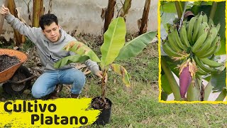 COMO SEMBRAR UNA PLANTA DE PLATANOS  HUERTO CITADINO [upl. by Flore517]