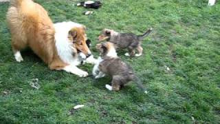 Rough Collie Puppies [upl. by Billi881]