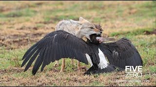 The Ngorongoro Crater Safari [upl. by Tevlev155]