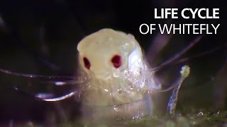 Life cycle of whitefly [upl. by Naliorf]