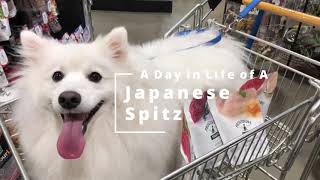 A day in life of a Japanese Spitz [upl. by Gavin]