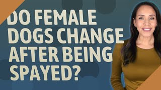 Do female dogs change after being spayed [upl. by Yelsnit]