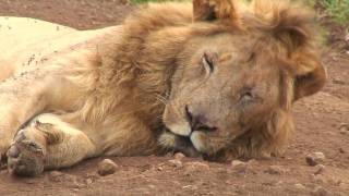 Ngorongoro Crater amp Serengeti Tanzania [upl. by Swehttam]