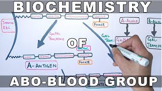 Biochemistry of ABO Antigens [upl. by Ebag]