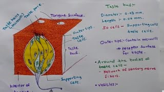 Histology Taste Buds and Lingual Papillae [upl. by Archangel]