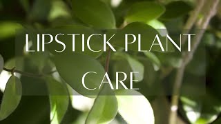 ABOUT AESCHYNANTHUS  Lipstick plant basic care guide [upl. by Eidnak]