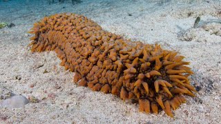 Facts The Sea Cucumber [upl. by Nerreg]