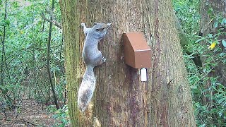 A18 Grey Squirrel Trap from Goodnature UK  29 Jul 2021 [upl. by Territus]