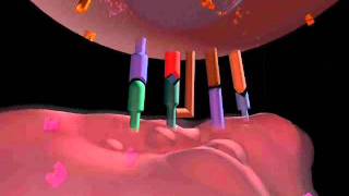 Antigen processing and presentation [upl. by Anilef]