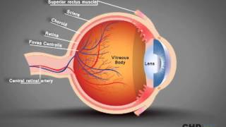 ANATOMY AND PHYSIOLOGY OF THE EYE [upl. by Donald]