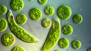 Chlamydomonas amp Euglena viridis [upl. by Kred901]