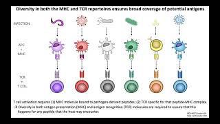 Lecture 3b Antigen Presentation [upl. by Pansie]