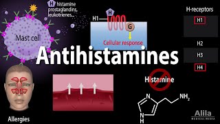 Histamine and Antihistamines Pharmacology Animation [upl. by Apeed906]