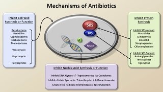 Mechanisms and Classification of Antibiotics Antibiotics  Lecture 3 [upl. by Relyc831]