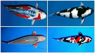 24 types and characteristics of the KOI Fish PART 1 [upl. by Aihseym]