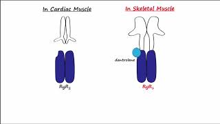 Dantrolene amp Calcium Channel Blockers CCBs [upl. by Khai958]