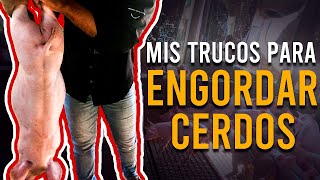 TRUCOS para ENGORDAR CERDOS RAPIDAMENTE  DESTETE DE LECHONES [upl. by Mich]