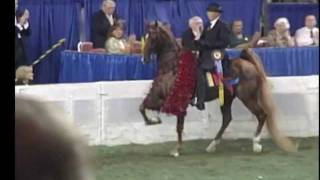 Five Gaited American Saddlebred World Champion Boucheron [upl. by Ecinert]