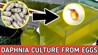 HOW TO HATCH DAPHNIA EGGS  HOW TO CULTURE DAPHNIA [upl. by Marlowe440]