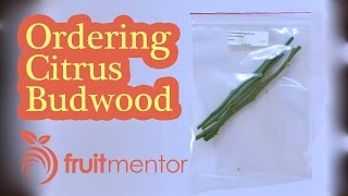 Ordering Citrus Budwood for Grafting [upl. by Arraic275]