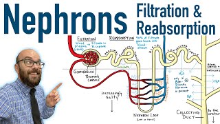 Nephrons  Filtration and Reabsorption Basics [upl. by Halas69]