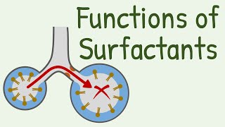 Functions of Surfactants in Alveoli [upl. by Fleisher]