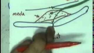 general anatomy part 1 dr sameh ghazy [upl. by Haida]