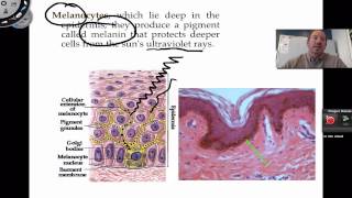 The Integumentary System [upl. by Tigdirb]