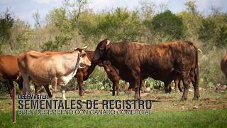 Ganado Beefmaster en Coahuila [upl. by Kcirdahc]