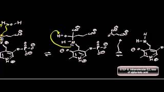 Biochemistry  Transaminase Mechanism Pyruvate Conversion to LAlanine [upl. by Federico32]