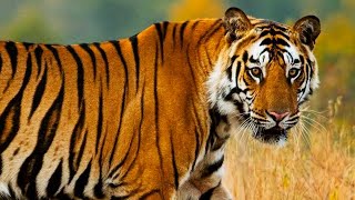 Bengal tiger  The Year of the Tiger [upl. by Herald951]