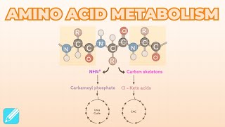 Amino Acid Metabolism [upl. by Schargel]