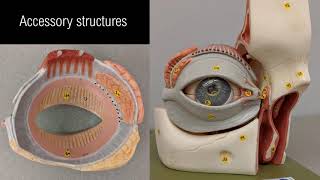 Eye anatomy [upl. by Anasiul]