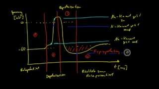 Neurobiologie  6 Das Aktionspotential [upl. by Rourke]