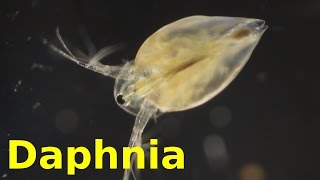 Daphnia [upl. by Rakabuba]