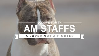 ALL ABOUT AMERICAN STAFFORDSHIRE TERRIERS [upl. by Aneba]