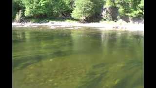 Fly Fishing Atlantic Salmon  Peche au Saumon Atlantique Grand Cascapedia Quebec [upl. by Richlad]