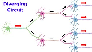 Neuronal Pools and Neural Processing [upl. by Aniluj]