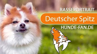 ► Deutscher Spitz 2019 Rasse Aussehen amp Charakter [upl. by Ahsena]