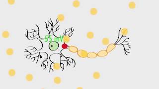 Anatomy amp Physiology Action Potentials amp Axonal Transmission [upl. by Neersan]