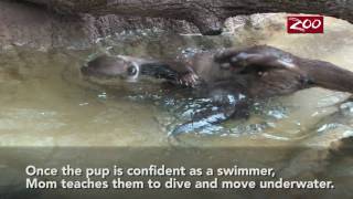 Otter Pups Swim Lesson [upl. by Lerrehs]