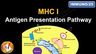 Antigen Processing and Presentation PART I MHC I Antigen Presentation pathway FLImmuno25 [upl. by Akirat]