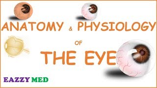 Normal Eye Anatomy Step 1 Review [upl. by Timms]