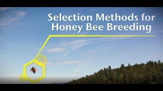 Selection Methods for Honey Bee Breeding [upl. by Nybbor]