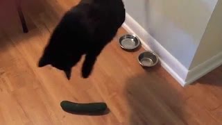 Cats Scared by Cucumbers Compilation [upl. by Trepur]