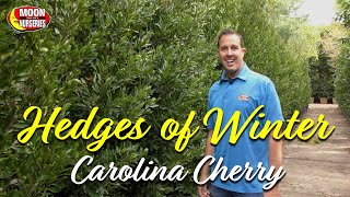 Hedges of Winter Carolina Cherry [upl. by Glover]