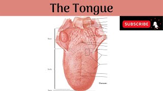 Structure Of The Tongue  Functions Of The Tongue  What Are Taste Buds [upl. by Laurinda]